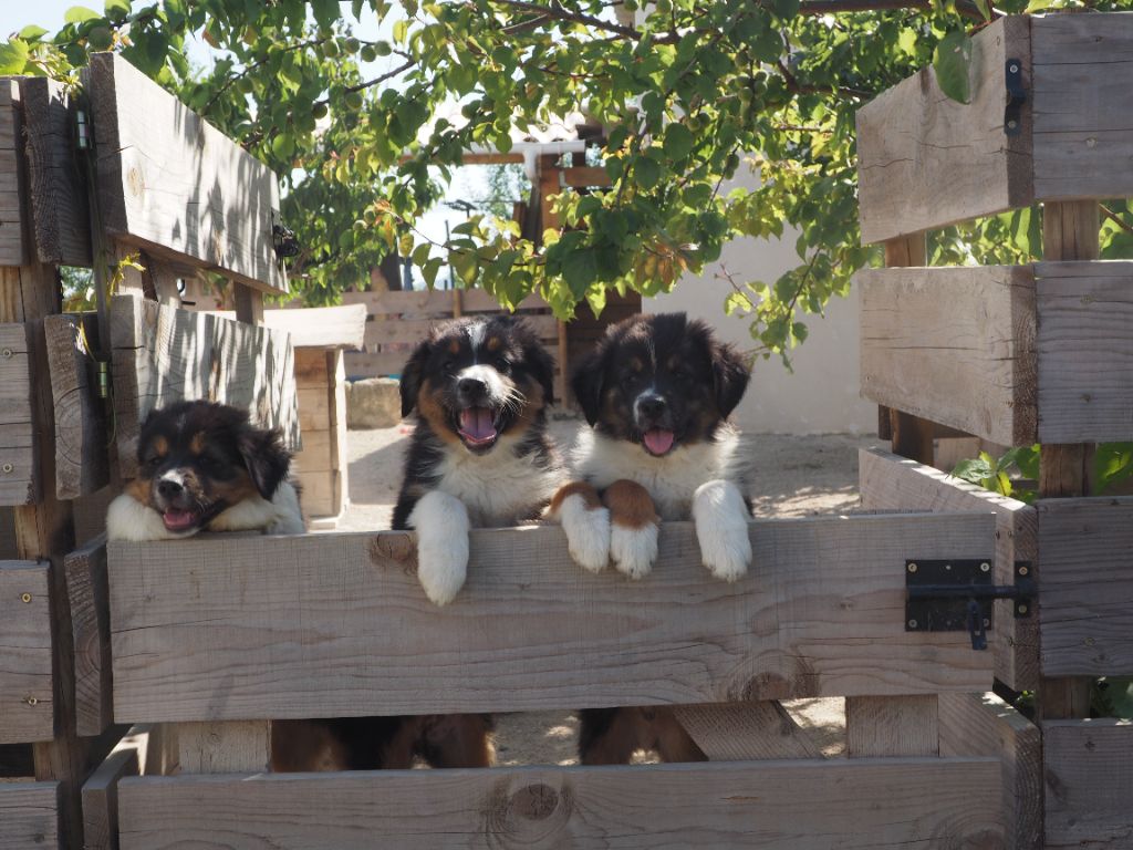 chiot Berger Australien Du Coeur D'Herault