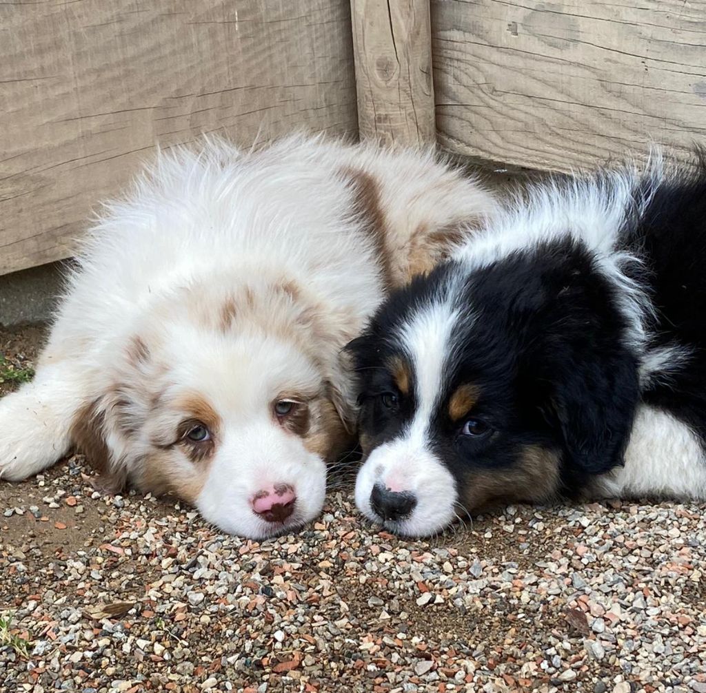 chiot Berger Australien Du Coeur D'Herault