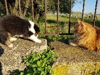 CHIOT queue écourtée gros liseré SAMBA