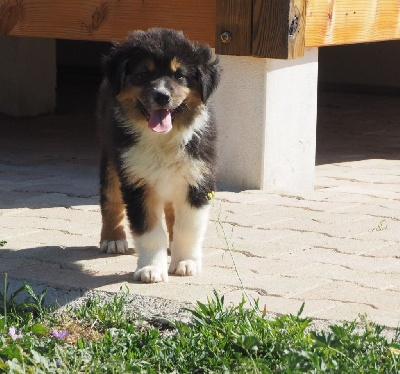 CHIOT queue écourtée