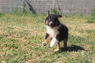 CHIOT queue longue