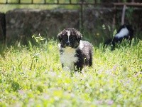 CHIOT queue écourtée SANGO