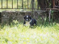 CHIOT queue écourtée SYSKO