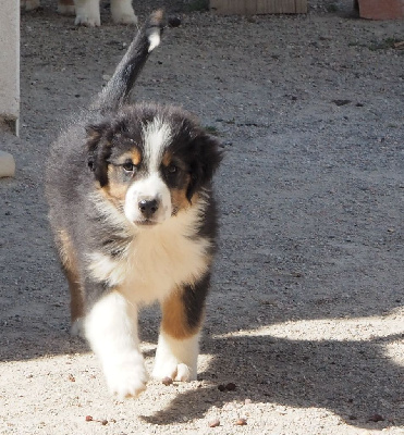 CHIOT queue longue