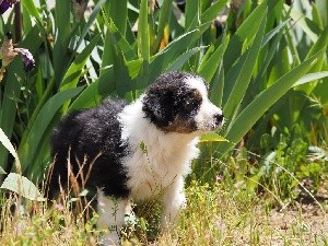 CHIOT queue écourtée gros liseré SAMBA