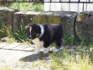 CHIOT queue écourtée SANGO