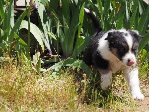 CHIOT queue longue STELLA