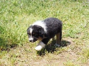 CHIOT queue écourtée SYSKO