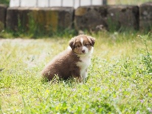 CHIOT queue écourtée SAKO