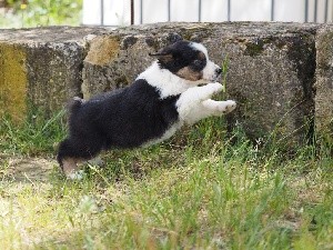 CHIOT queue écourtée gros liseré SAMBA