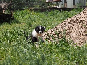 CHIOT queue longue STELLA