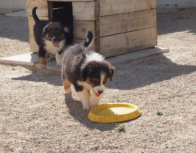 CHIOT queue longue