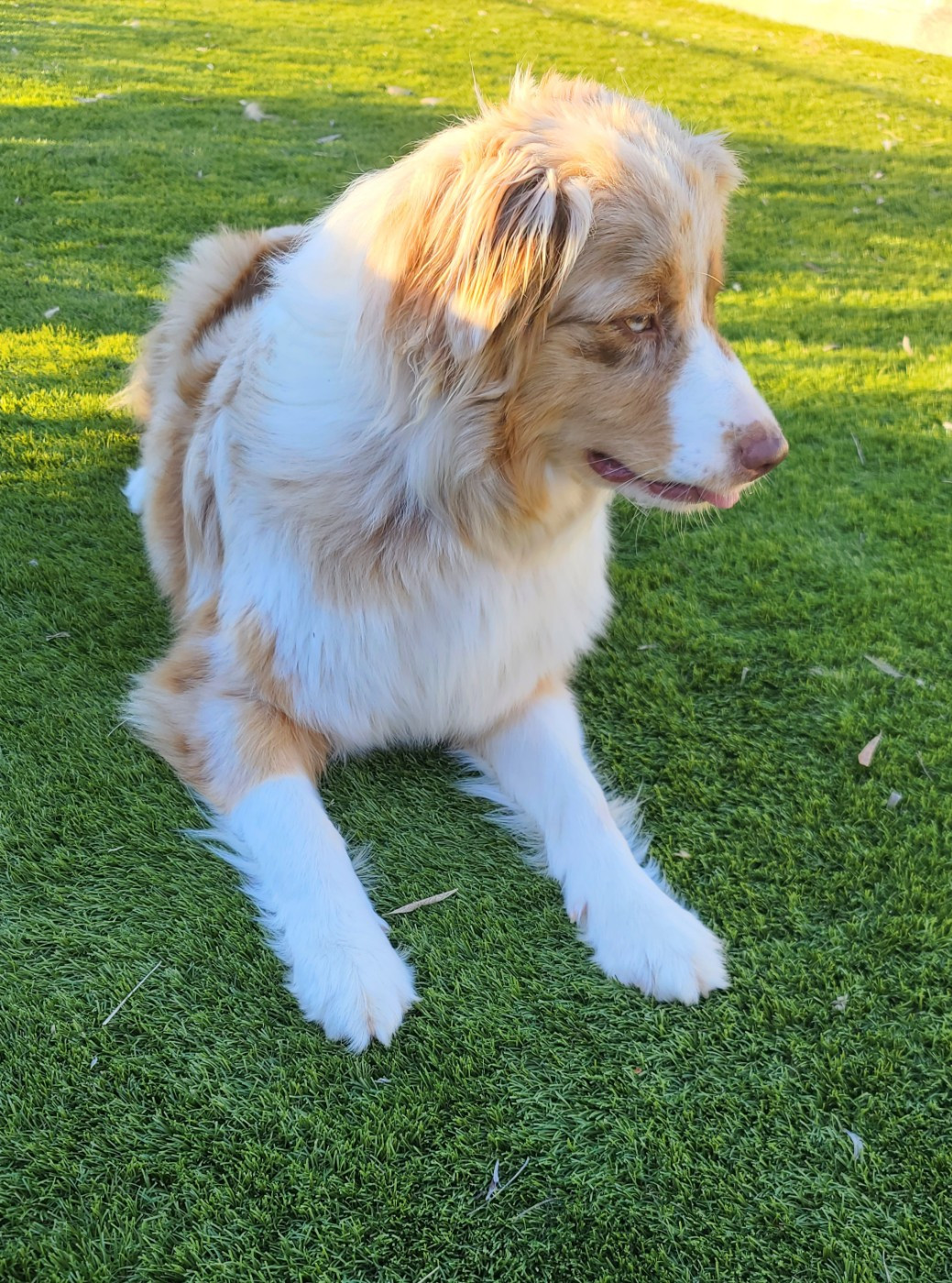 Vanille (Sans Affixe)