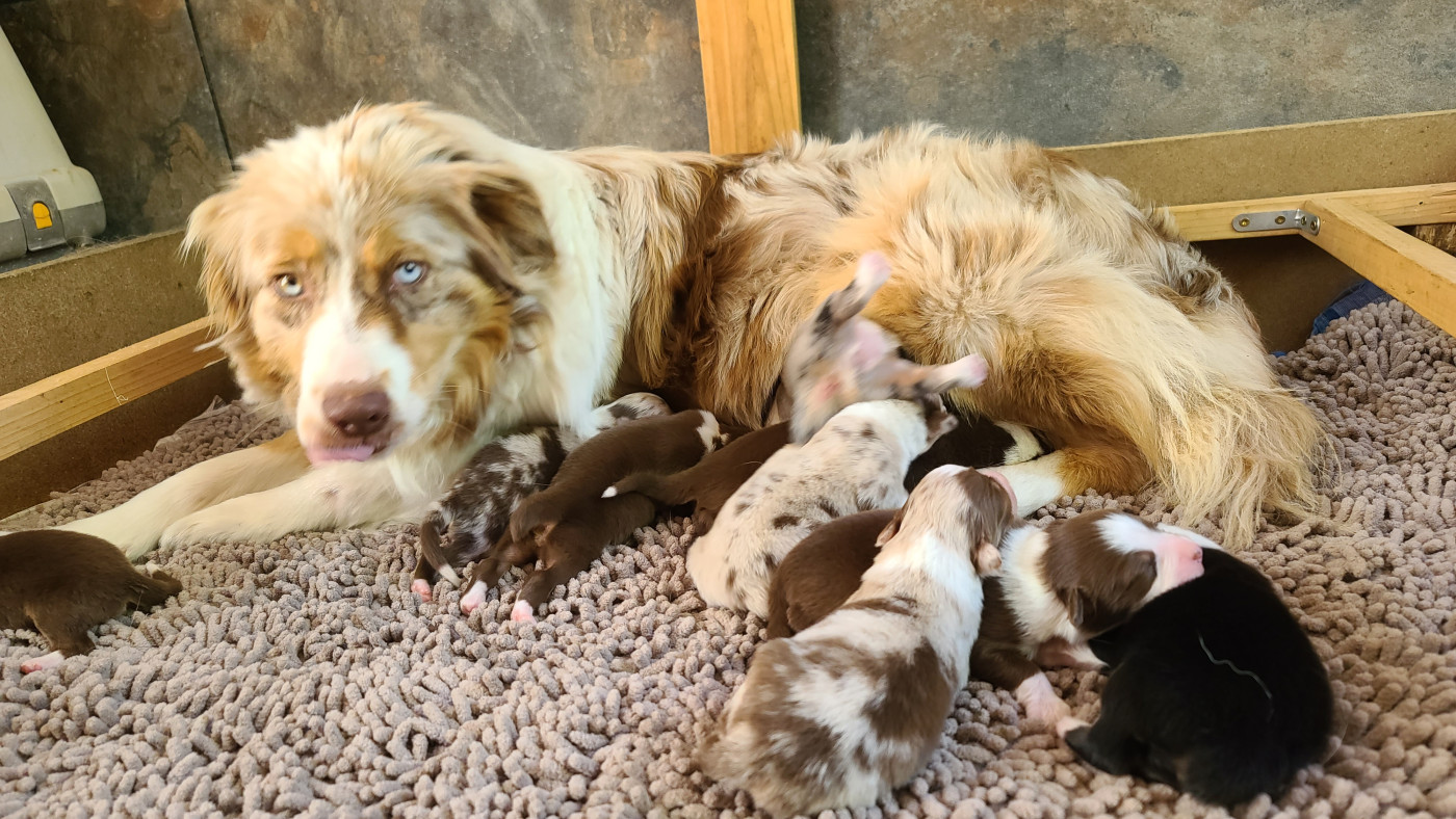 Du Coeur D'Herault - Berger Australien - Portée née le 21/03/2026