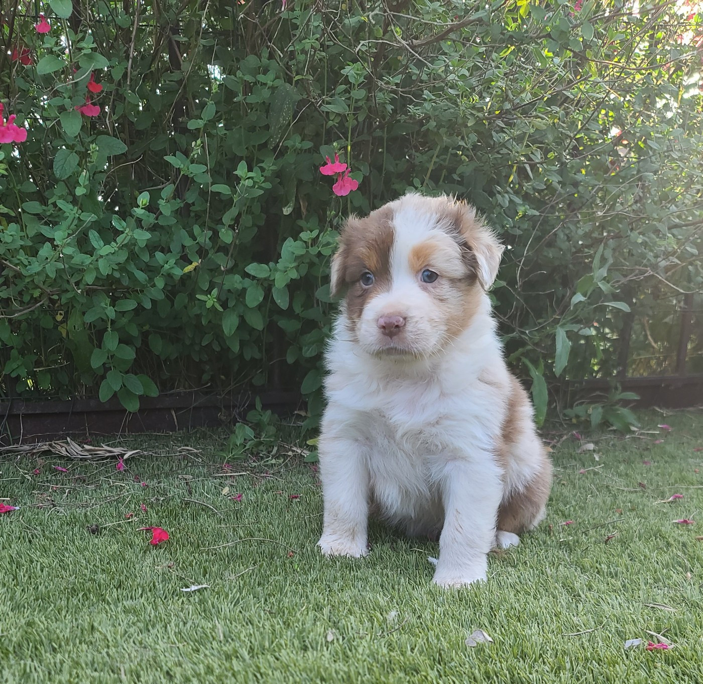 Du Coeur D'Herault - Chiots disponibles - Berger Australien