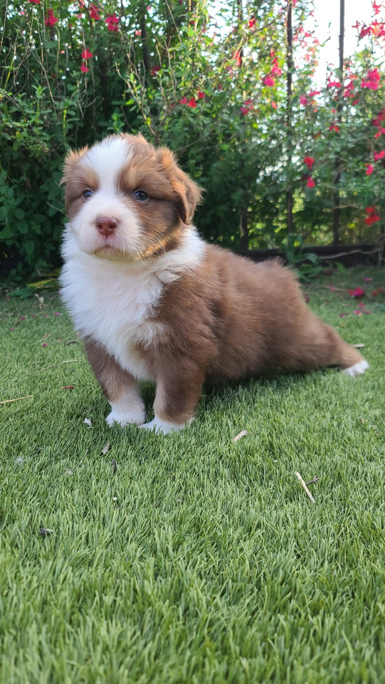 Du Coeur D'Herault - Chiots disponibles - Berger Australien