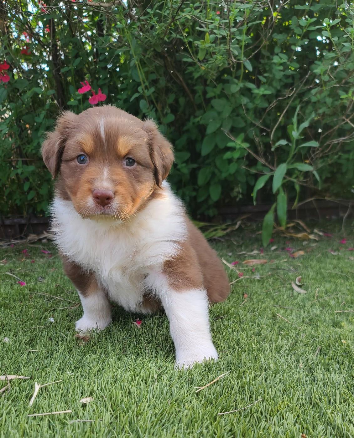 Du Coeur D'Herault - Chiots disponibles - Berger Australien