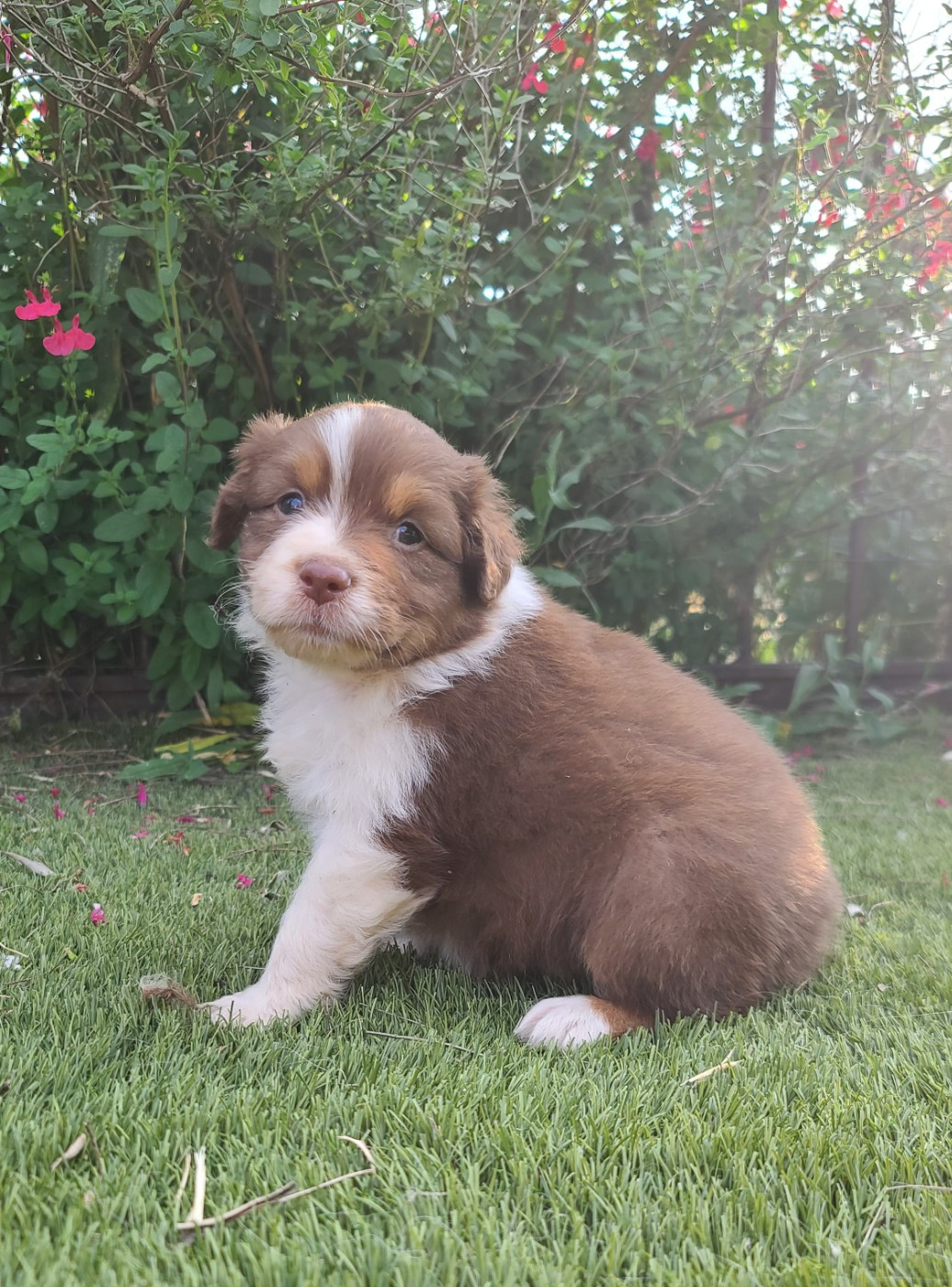 Du Coeur D'Herault - Chiots disponibles - Berger Australien