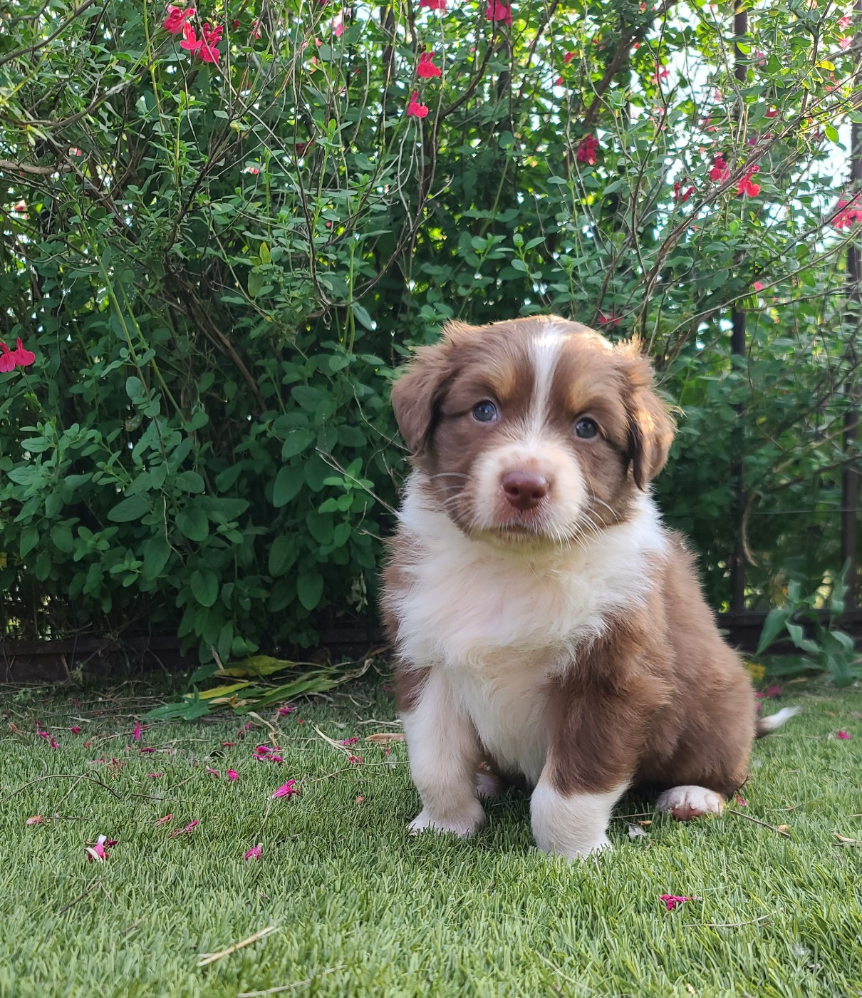 Du Coeur D'Herault - Chiots disponibles - Berger Australien