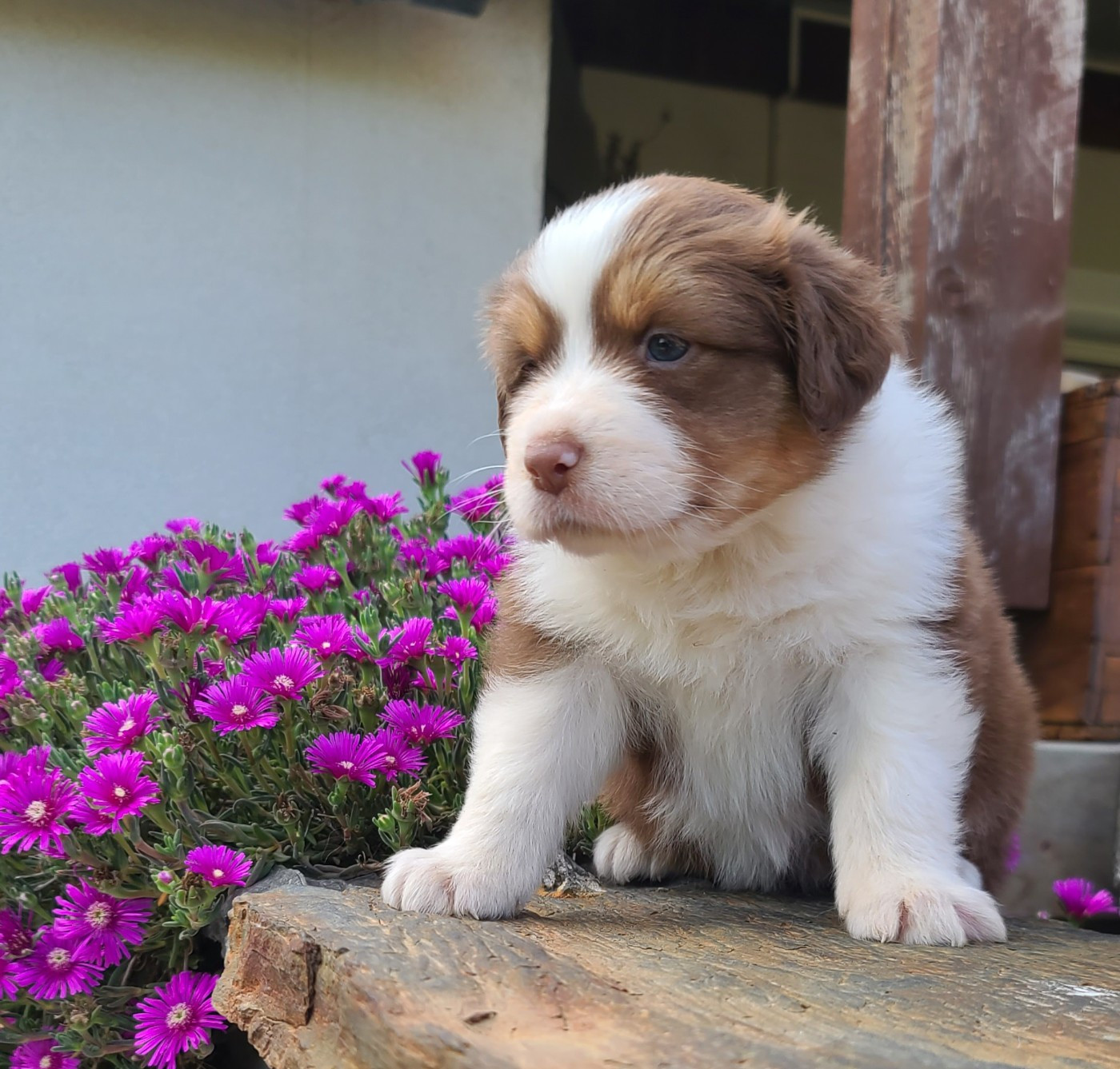 Du Coeur D'Herault - Chiots disponibles - Berger Australien