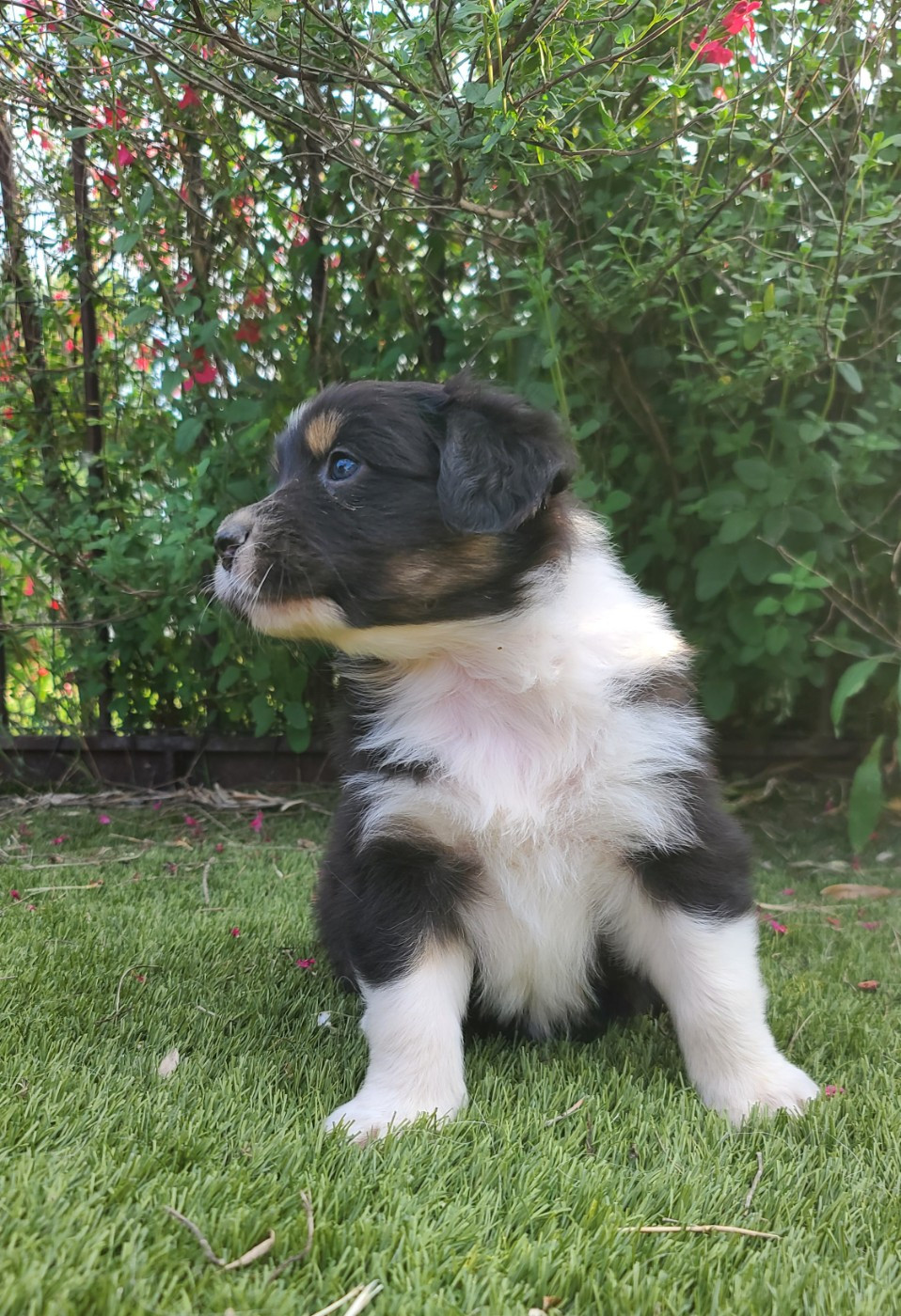 Du Coeur D'Herault - Chiots disponibles - Berger Australien