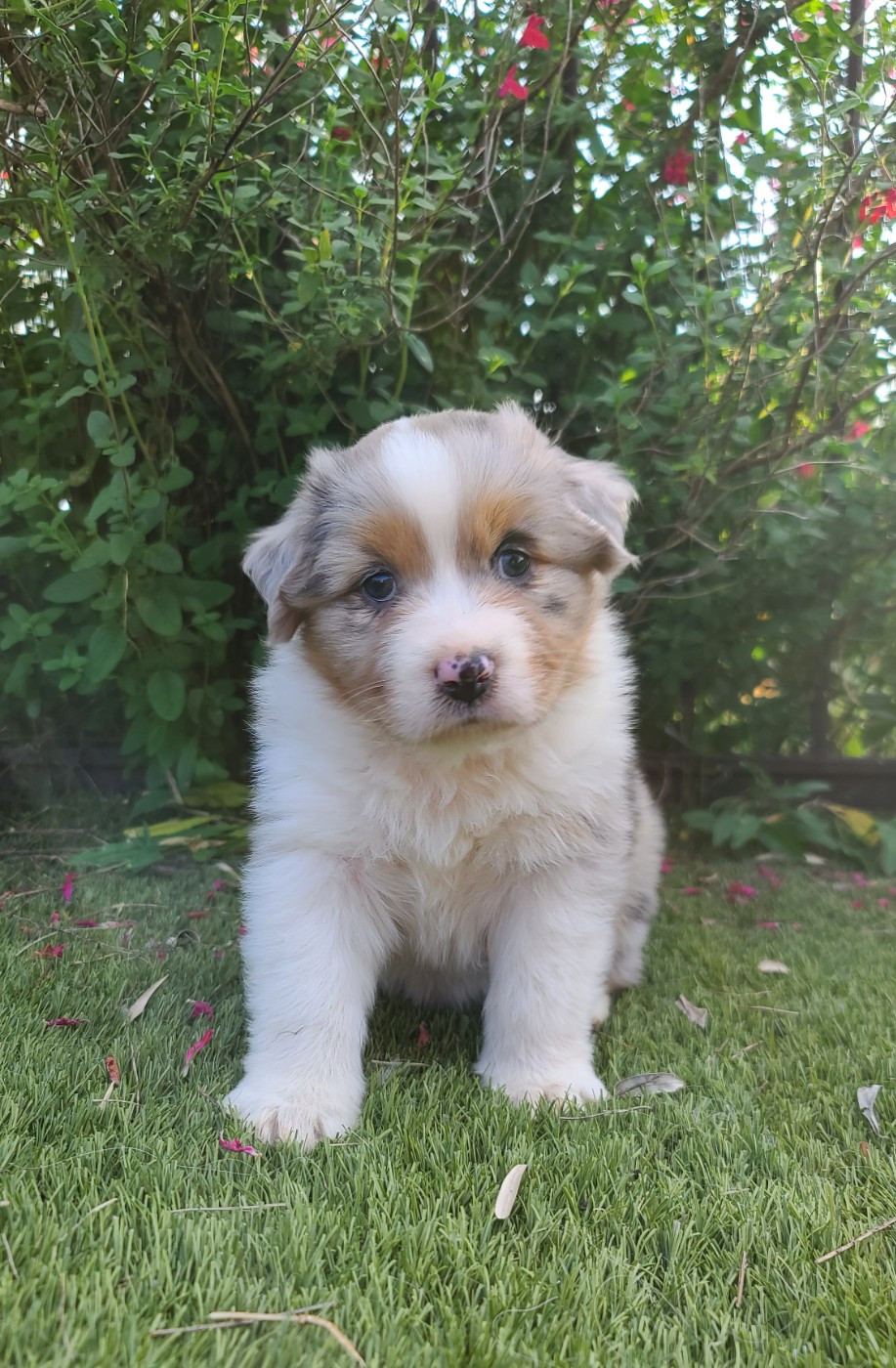 Du Coeur D'Herault - Chiots disponibles - Berger Australien