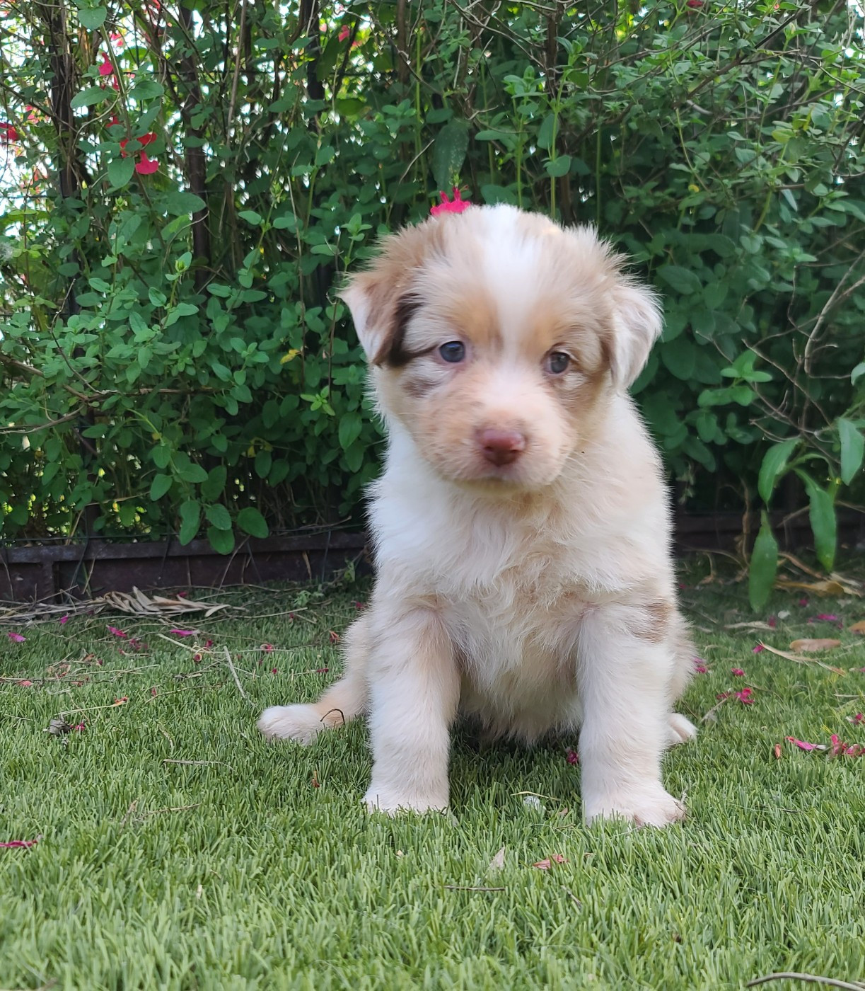 Du Coeur D'Herault - Chiots disponibles - Berger Australien