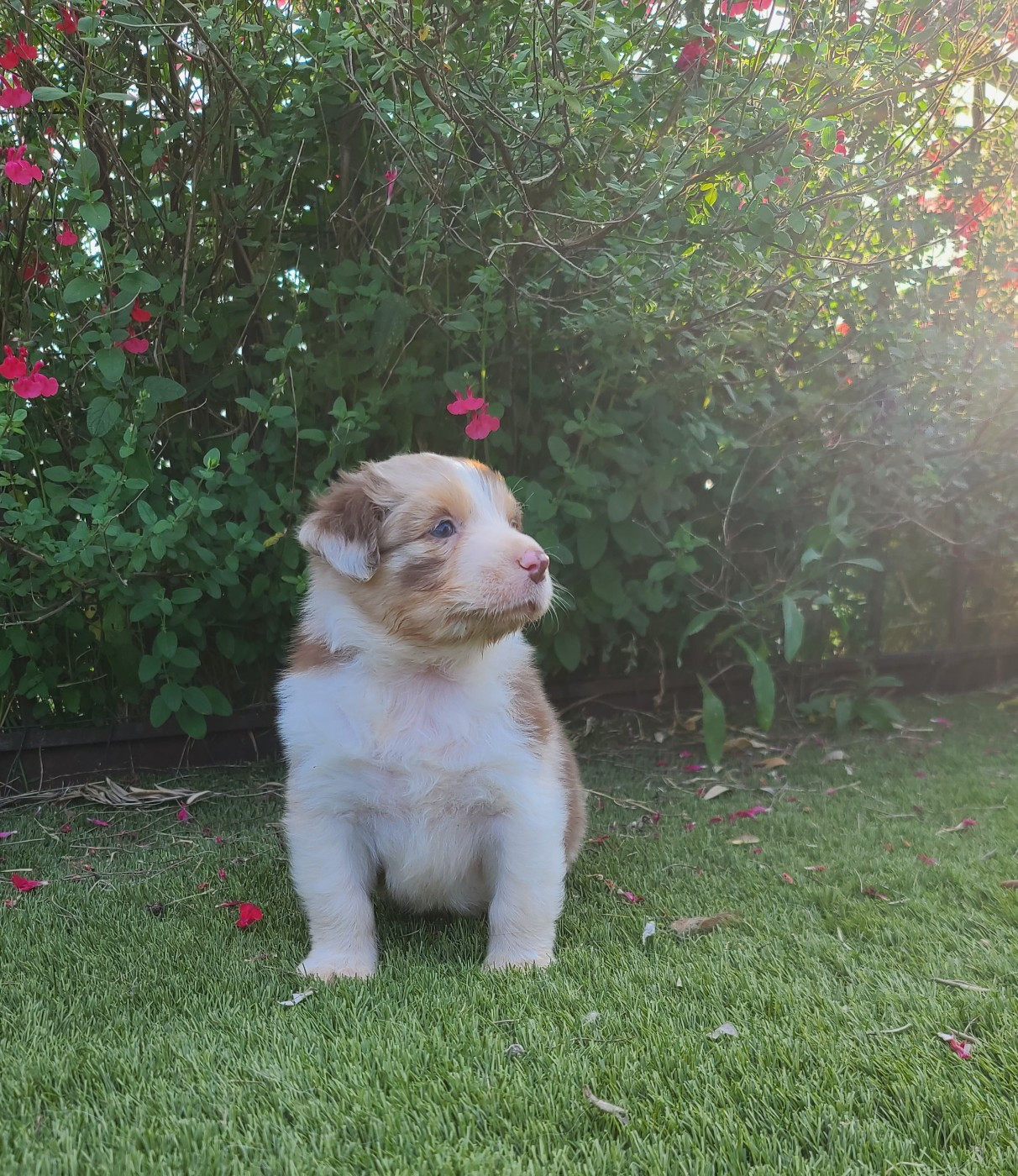 Du Coeur D'Herault - Chiots disponibles - Berger Australien