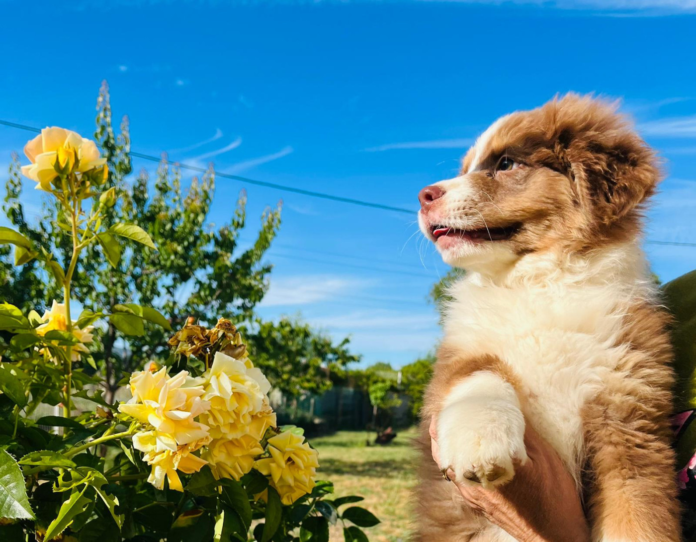Du Coeur D'Herault - Chiots disponibles - Berger Australien