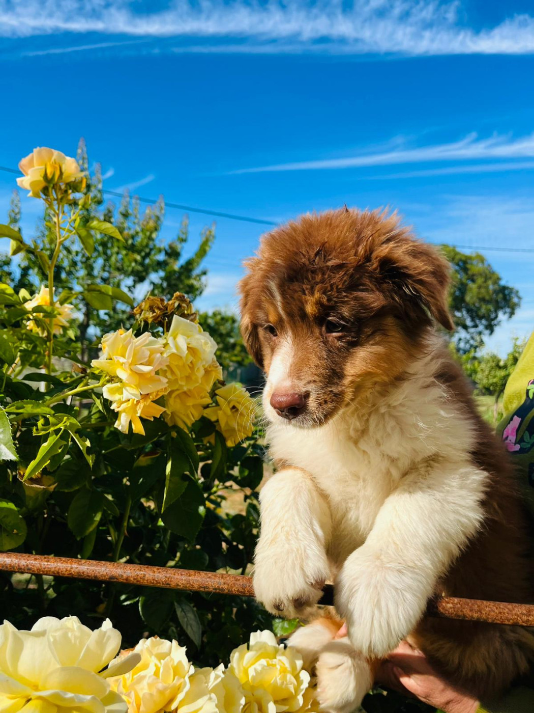 Du Coeur D'Herault - Chiots disponibles - Berger Australien