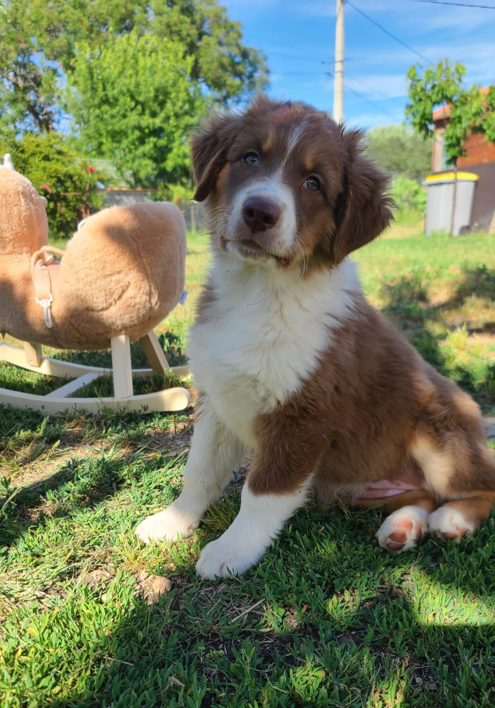 Du Coeur D'Herault - Chiots disponibles - Berger Australien