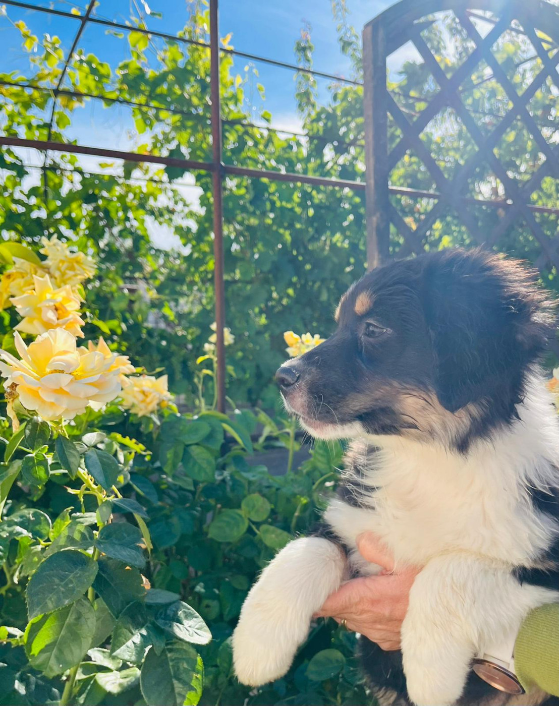 Du Coeur D'Herault - Chiots disponibles - Berger Australien